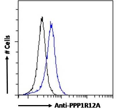 IHC-plus™ Polyclonal Goat anti-Human PPP1R12A / MYPT1 Antibody (IHC, IF)