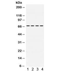 NR4A1 / NUR77 Antibody