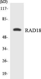 Polyclonal Rabbit anti-Human RAD18 Antibody (aa290-339, WB)
