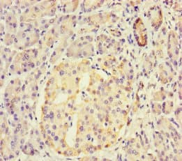 DAPL1 Antibody
