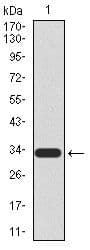 UTF1 Antibody (Amino Acid: 148-214, clone 5B6)