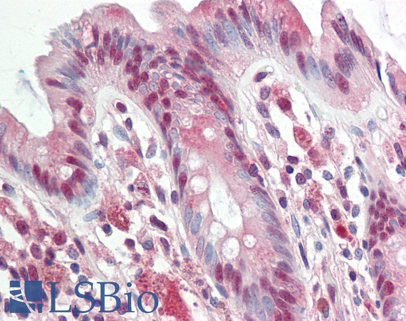 RAD23B / HR23B Antibody (aa251-300)