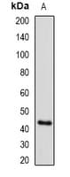 Polyclonal Rabbit anti-Human SETD8 / SET8 Antibody (IF, WB)