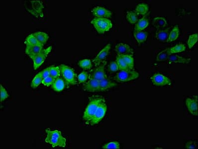 14-3-3 Alpha + Beta Antibody