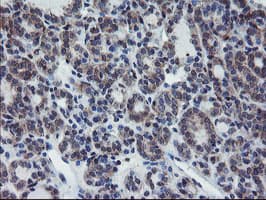 VBP1 Antibody (clone OTI1G3)