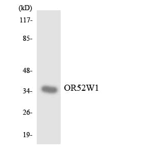 OR52W1 Antibody (aa260-309)