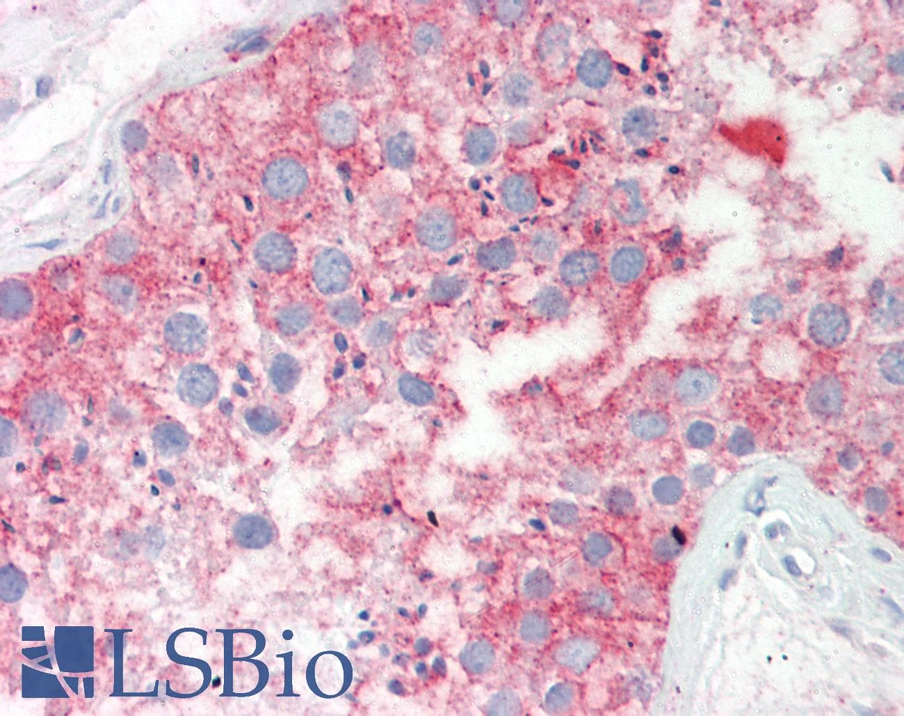 IHC-plus™ Tubulin Antibody (clone YL1/2)
