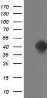 TOMM34 Antibody (clone OTI1B4)
