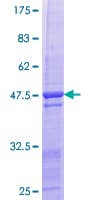 Human HBEGF / HB EGF Protein (Recombinant GST)