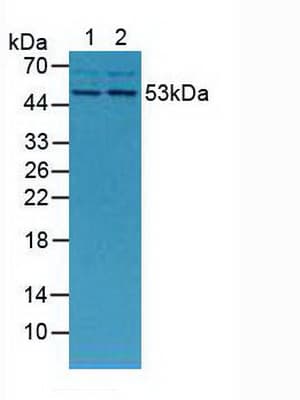 MMP13 Antibody (aa66-238)