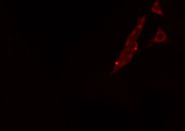 TJP1 / ZO-1 Antibody