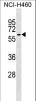 TRIM68 Antibody (aa382-411)
