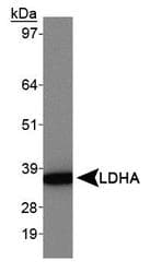 LDHA / LDH1 Antibody (aa280-332, Biotin)