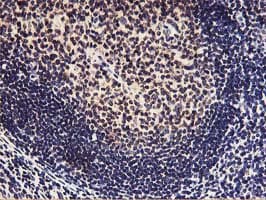 HOXC11 Antibody (clone OTI1F8)