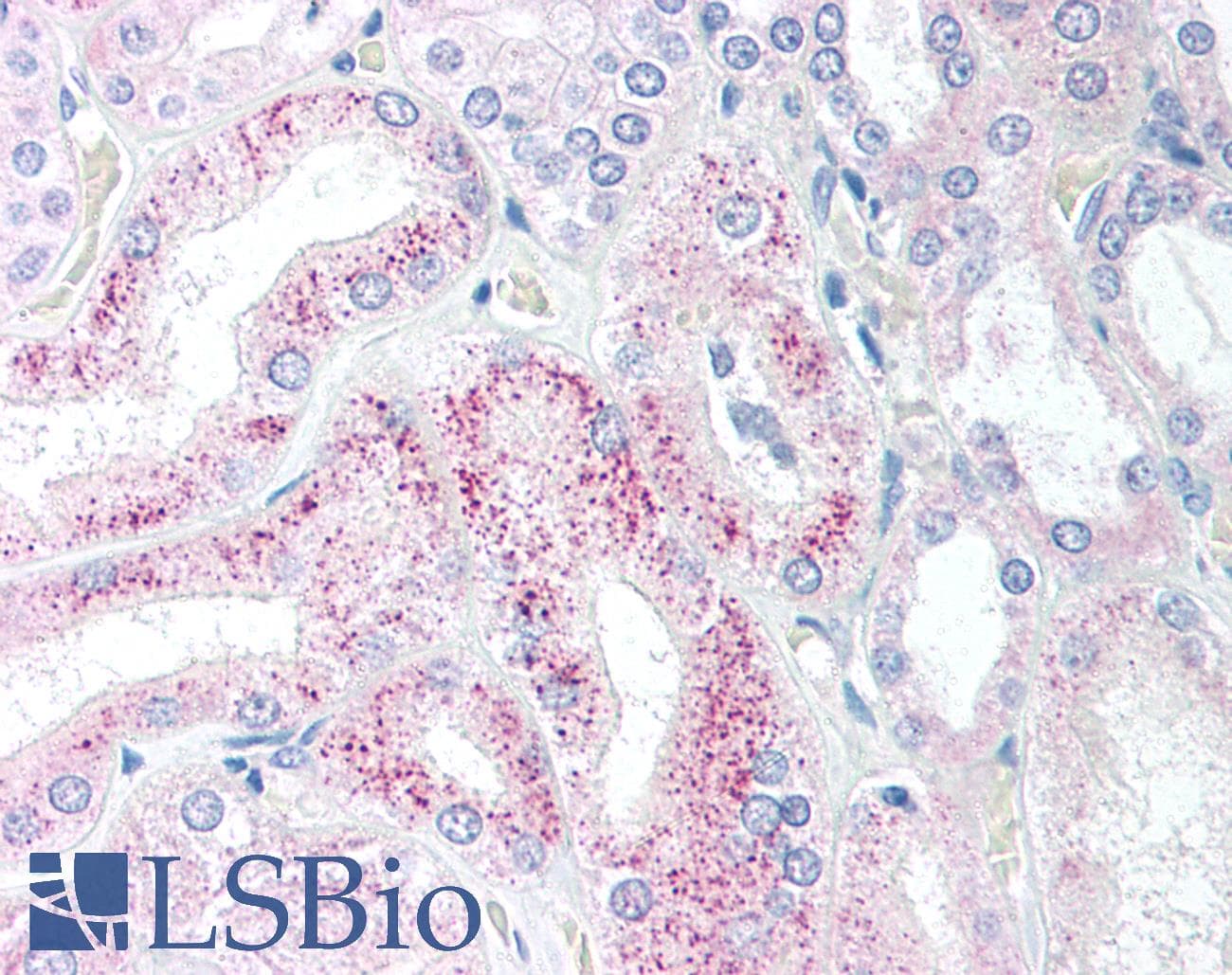 IHC-plus™ AES / Groucho Antibody