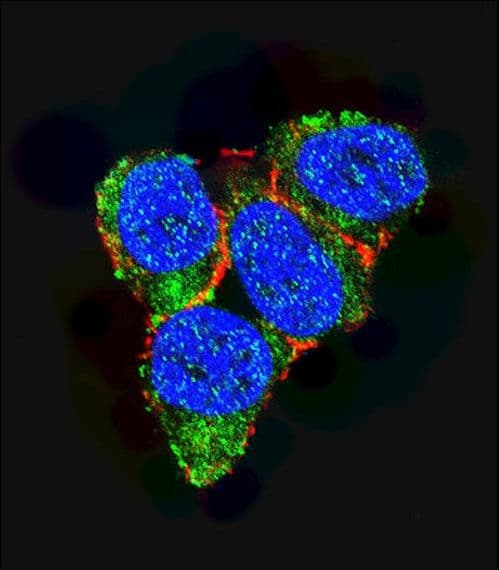 CDKN1A / WAF1 / p21 Antibody (aa134-164)