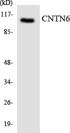 Polyclonal Rabbit anti-Human CNTN6 / Contactin 6 Antibody (aa319-368, WB)