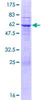 Human LRRC10 Protein (Recombinant GST)