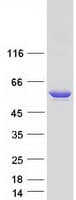 Human GAD65 Protein (Recombinant Myc-DDK (Flag))