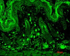 Monoclonal Mouse anti-Mouse DLG4 / PSD95 Antibody (clone 7E3-1B8, IF, WB)