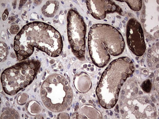 SNX16 Antibody (aa70-150)