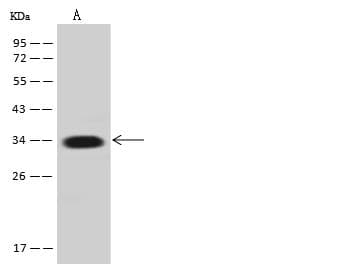 ANXA4 / Annexin IV Antibody