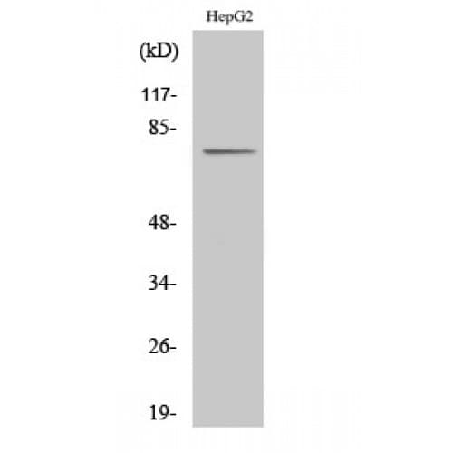 CLIP4 / RSNL2 Antibody (290-370 aa, Internal)