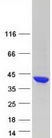 Human GNPTG Protein (Recombinant Myc-DDK (Flag))