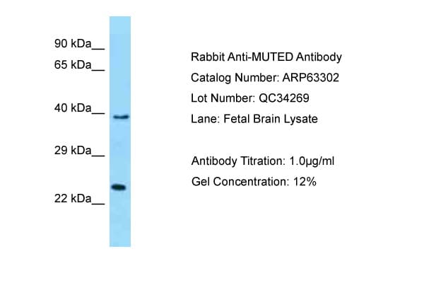 MUTED Antibody (aa102-151)
