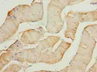 FAM124A Antibody
