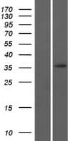 ERI3 Protein (Over-Expression Lysate Myc-DDK (Flag))