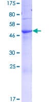 Human FAM3A Protein (Recombinant GST)