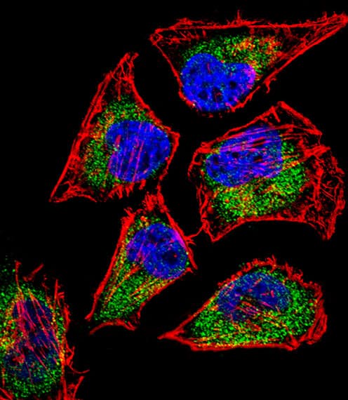 SIX5 Antibody (aa257-286)