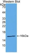 REN / Renin 1 Antibody (aa67-179, APC)