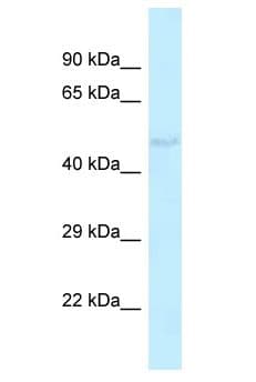 Polyclonal Rabbit anti-Rat KV6.4 / KCNG4 Antibody (aa311-360, WB)