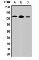 IL17RD Antibody