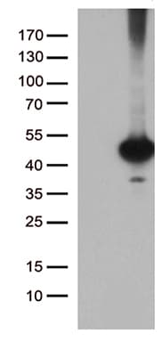 BRUNOL6 / CELF6 Antibody (clone OTI5G3)