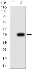 AMY1A / Salivary Amylase Antibody (clone 1G4D8)