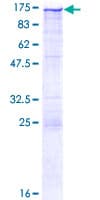 Human CS1 / CLSTN1 Protein (Recombinant GST)