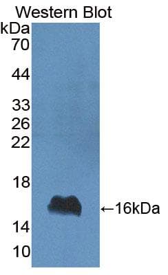 IFN Gamma / Interferon Gamma Antibody (aa23-156, APC)
