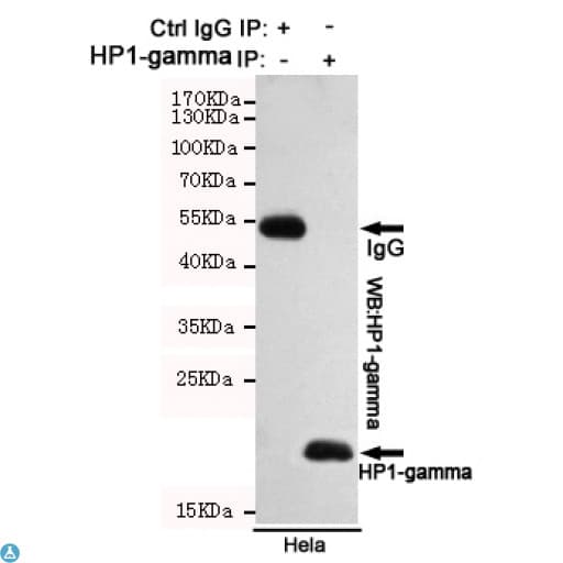 CBX3 / HP1 Gamma Antibody