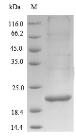 Mycobacterium bovis HSP 16.3 Protein (Recombinant 6His, N-terminus)