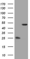 OXSM / KS Antibody (clone OTI1H6)