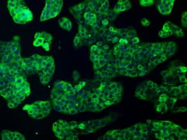 KIND2 / FERMT2 Antibody (clone OTI22E7, Carrier-free)