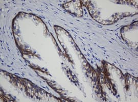 CDH1 / E Cadherin Antibody (clone OTI1G1, Carrier-free)