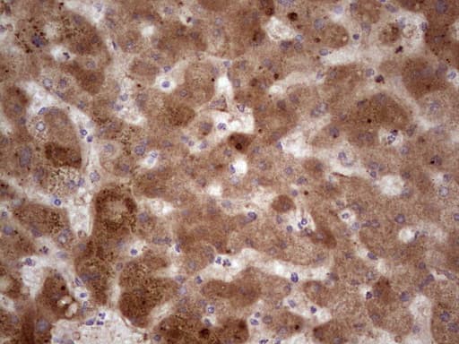 RSPO3 Antibody (aa22-272, clone OTI3A9)