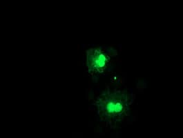 FXN / Frataxin Antibody (clone OTI3B6)
