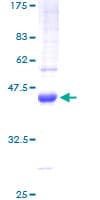 Human TGFA / TGF Alpha Protein (Recombinant GST)