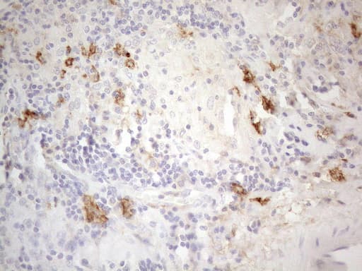 ANPEP / CD13 Antibody (aa668-967, clone OTI3F8, Carrier-free)