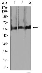 RBFOX3 / NEUN Antibody (aa1-140, clone 5A4B9)
